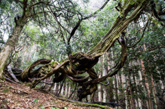 鞍馬山　－貴船口の守護木