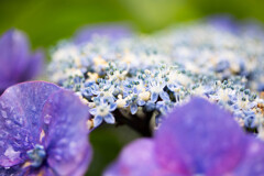ガクアジサイの花　Ⅱ