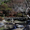 『冬の円山公園』