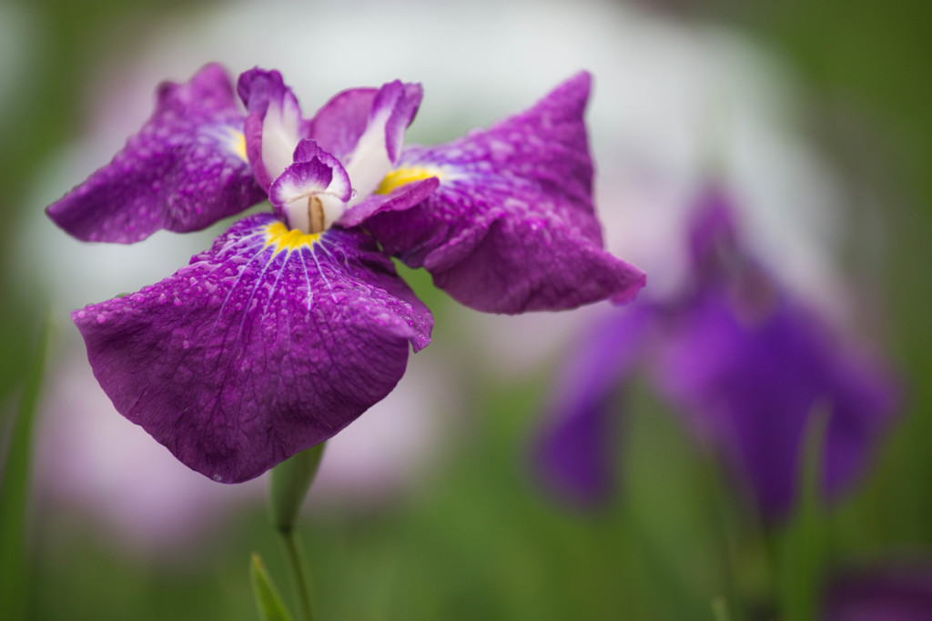 梅雨の花Ⅱ　花菖蒲
