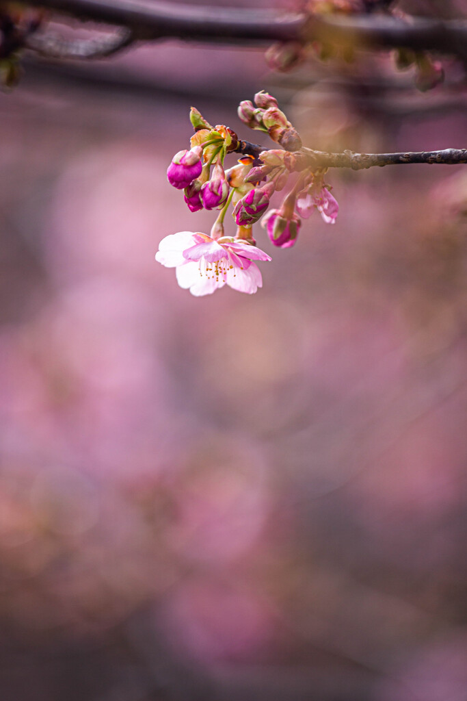 桜色の中で。