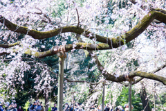 六義園のしだれ桜　Ⅵ