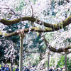 六義園のしだれ桜　Ⅵ