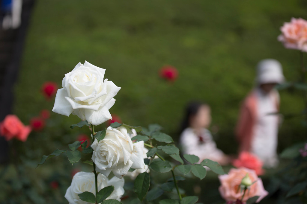 薔薇を愛でる。