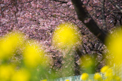 河津桜×菜の花　Ⅲ