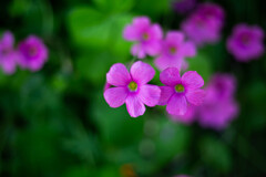 紫に微笑む･･･。