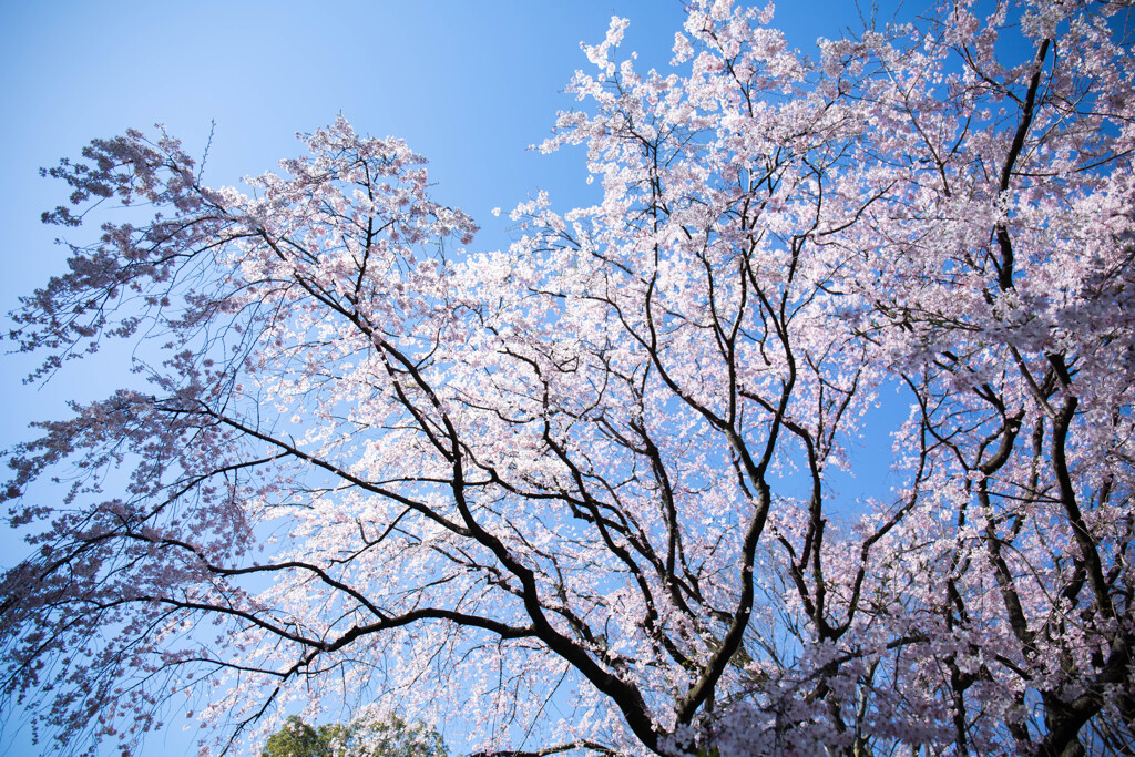 六義園のしだれ桜　Ⅳ