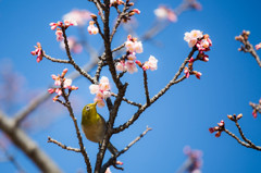 「春よ来い」