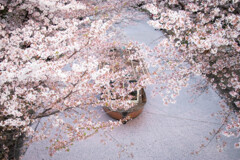 桜の川で　Ⅱ