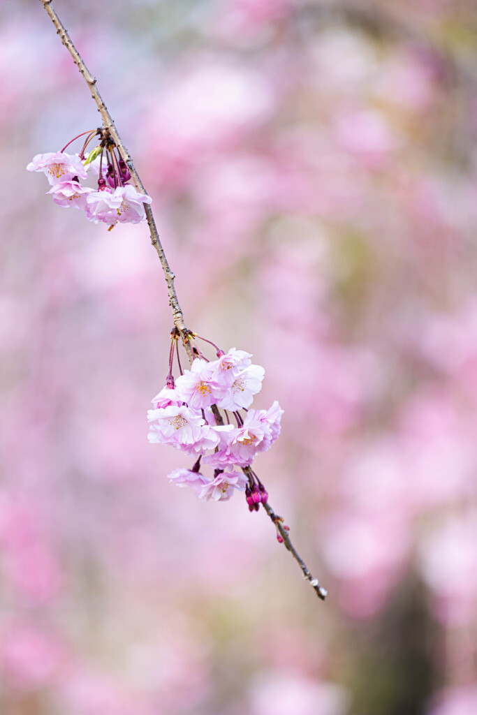 しだれは桜色に