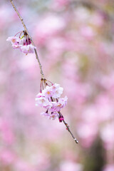 しだれは桜色に