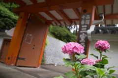 紫陽花のお寺で。