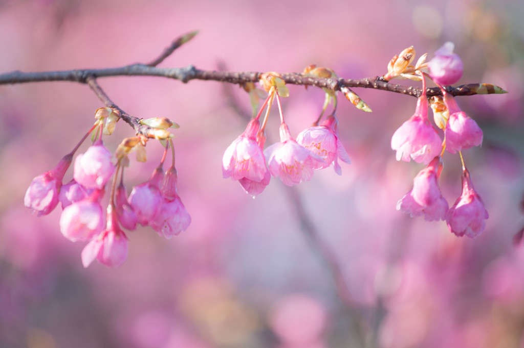 琉球寒緋桜