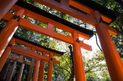 鳥居を見上げて。