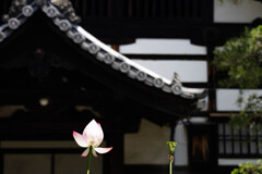 『諸行無常』