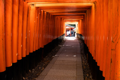 朝の千本鳥居　Ⅲ