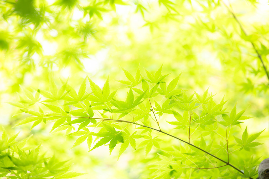 新緑もみじ