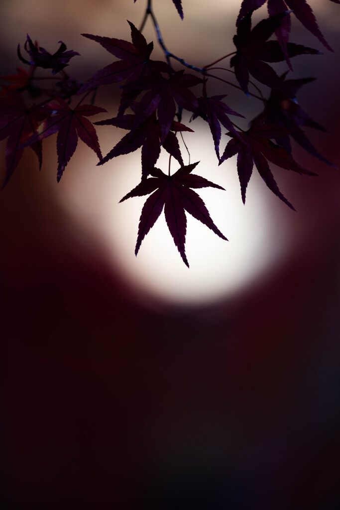 紅葉の影絵
