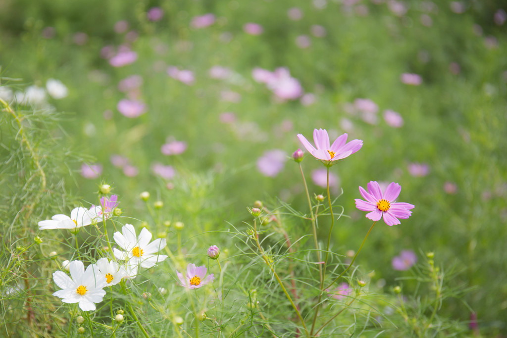 野に咲く秋桜