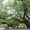 京都御苑の大きなクスノキ