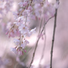 六義園のしだれ桜　Ⅱ