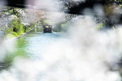 伏見の春　Ⅰ