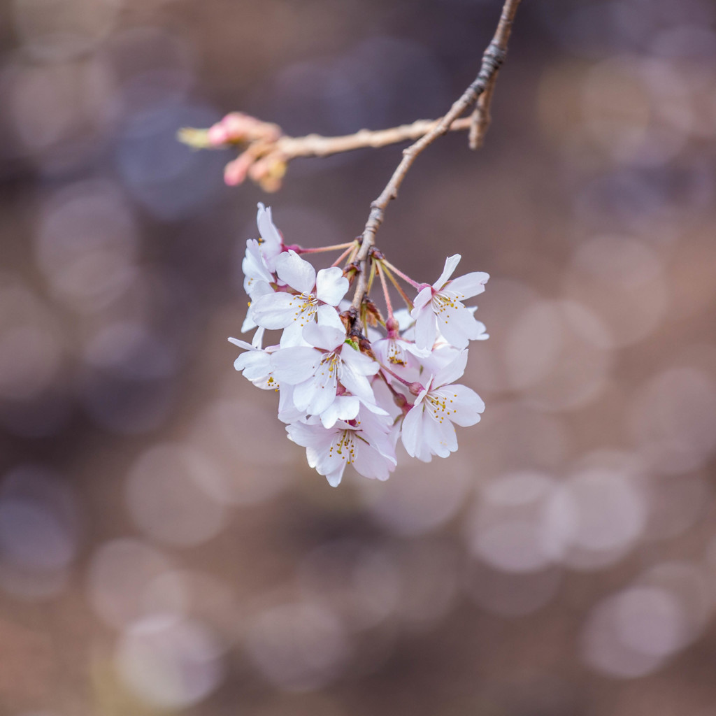 しだれ桜 三選 ①