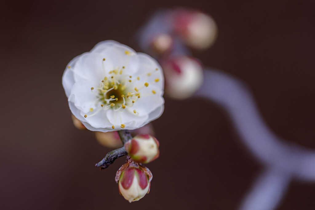 八重の白梅　Ⅲ