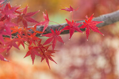 名残の紅