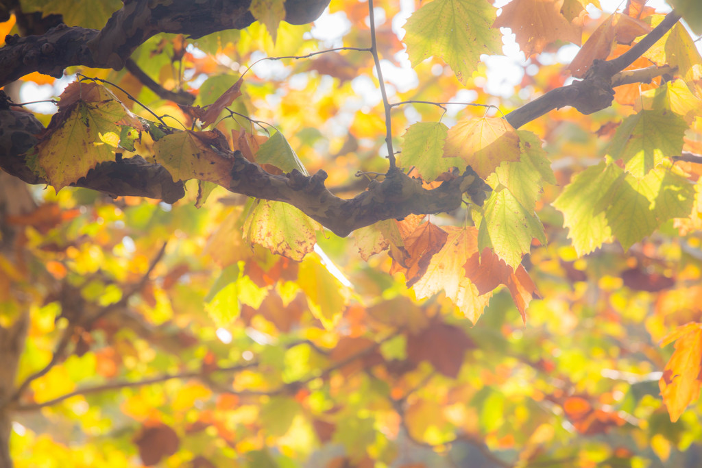 『秋の彩』