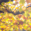 『秋の彩』