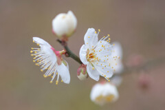 春を知らせる白い梅　Ⅱ