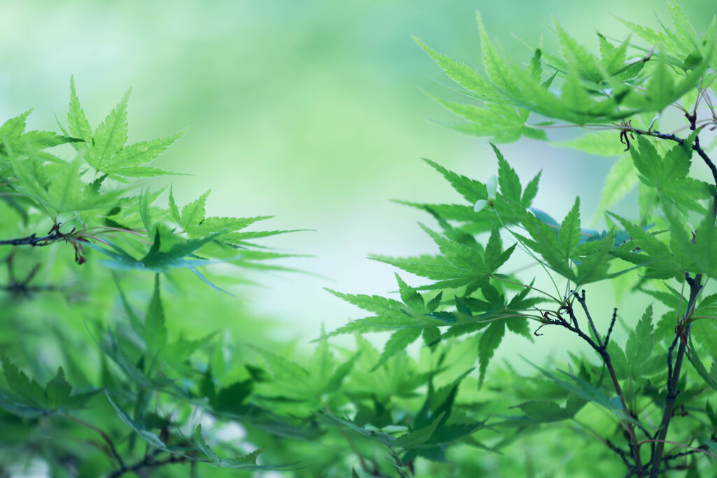 緑の憧憬