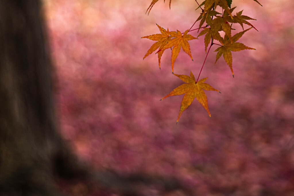 京都御苑_晩秋のいろ