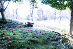 城南宮の春　Ⅱ