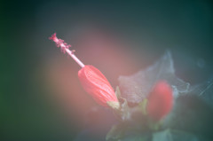 温室の花　Ⅲ