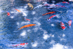 木漏れ日の中の鯉