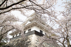 長浜城の桜。