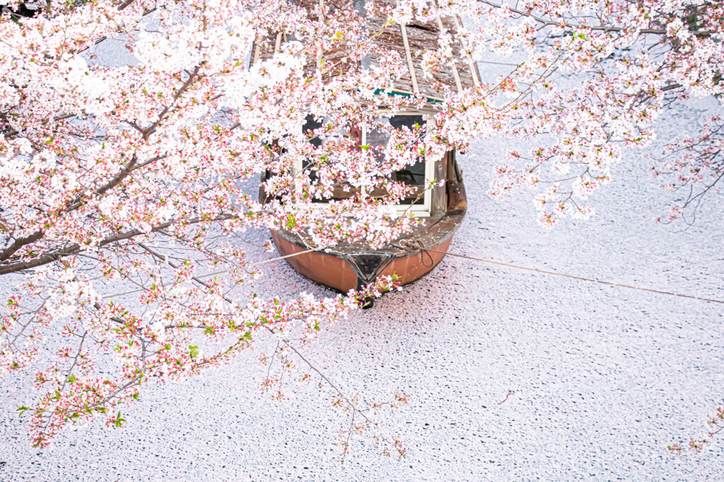 花筏と十石舟 ②