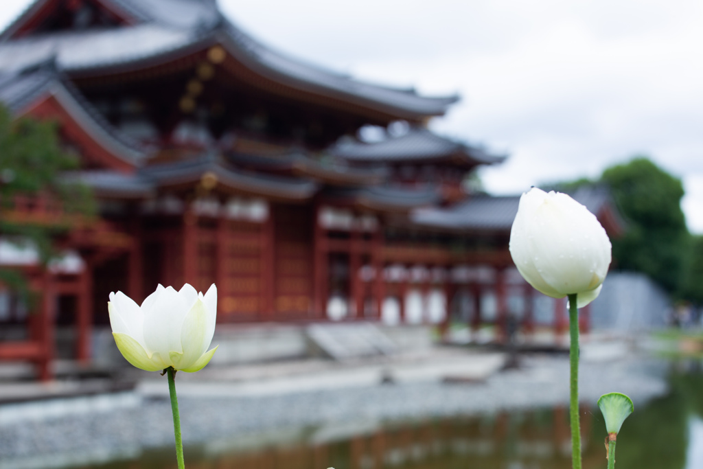 極楽浄土の花