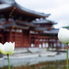 極楽浄土の花