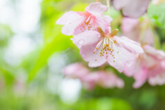 雨上がり　Ⅰ