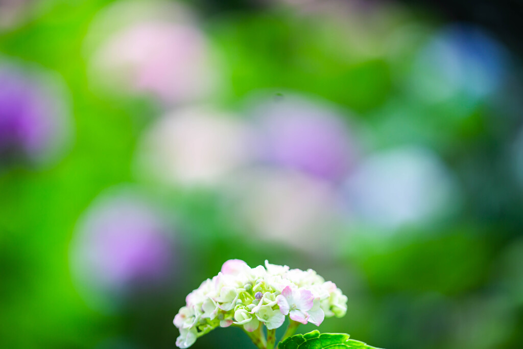 紫陽花苑で