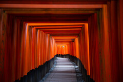 朝の千本鳥居