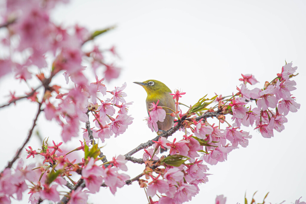 河津桜を愛でるメジロ
