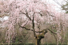 しだれ桜咲きました。