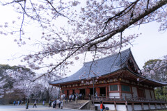 春の醍醐寺で　Ⅷ