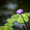 熱帯の睡蓮　Ⅱ
