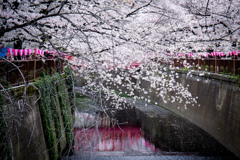 目黒川の桜　Ⅲ