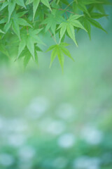 新緑とシロツメクサの花